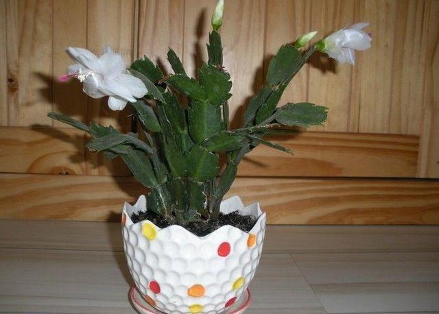 蟹爪兰喜欢这种营养液，不掉花苞不怕黄叶，花开满盆！