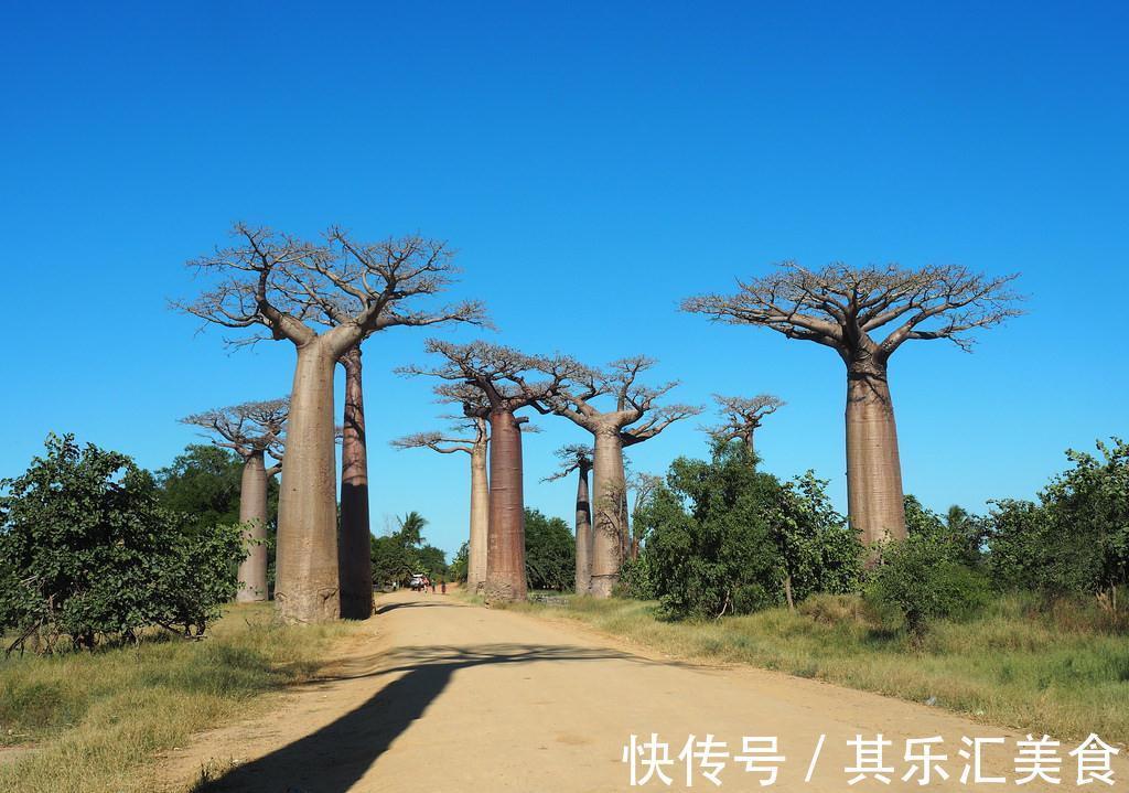 透气性|养花试试这几款,外形优雅美丽,叶子相对紧密