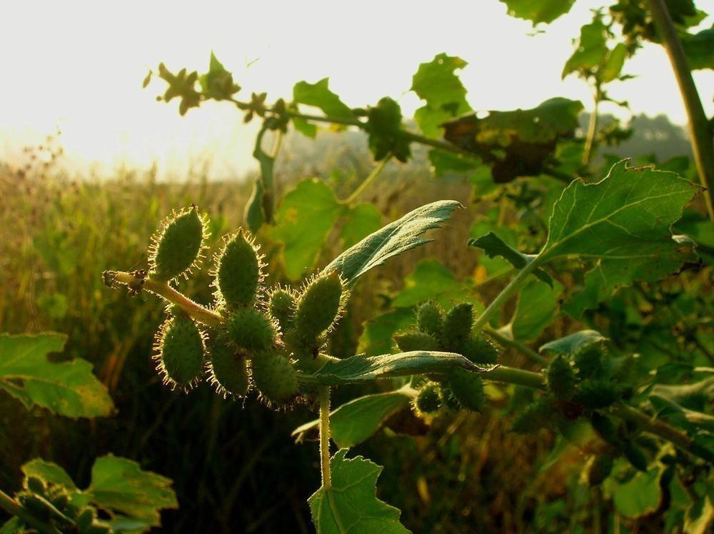 神农本草经|田里的这种野草,农民见到就想除掉,谁知到现在千金难买啊