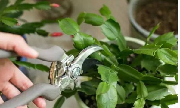 蟹爪兰花谢了不用丢,坚持这个小动作,不但重获生机还花开不断