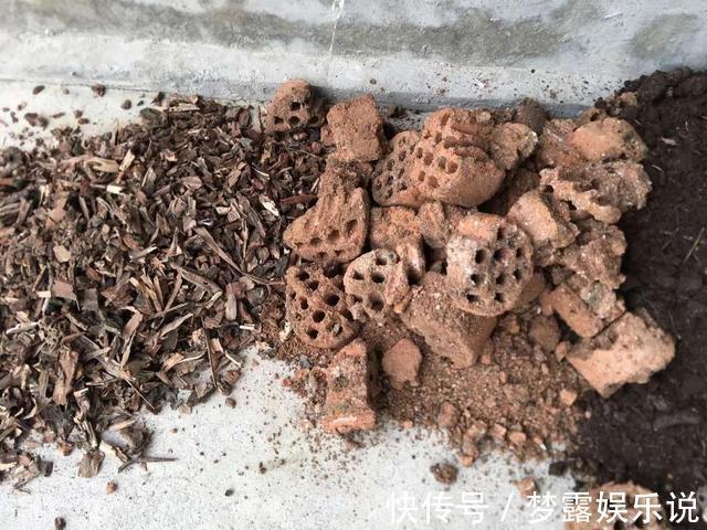 丝瓜瓤|老花农教你这么做，花儿不积水不烂根，盆盆长的精神