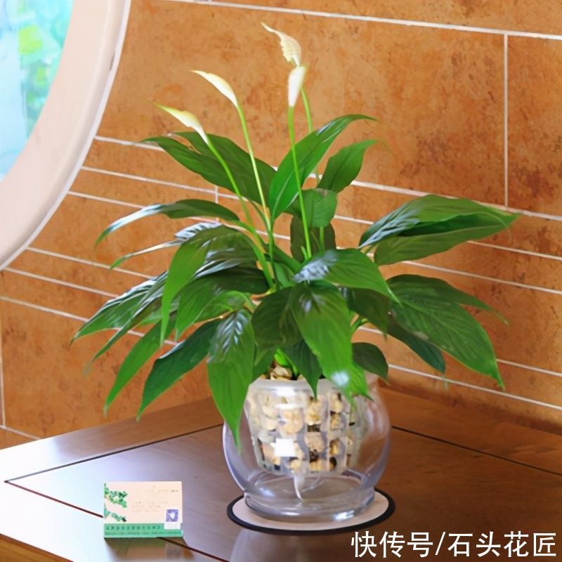 都说冬天要“少浇水”,家里有“4种花”要勤浇水,预防黄叶