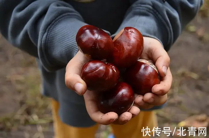 栗子|“干果之王”健脾补肾！搭配这几种食材，散寒、补虚、强筋骨