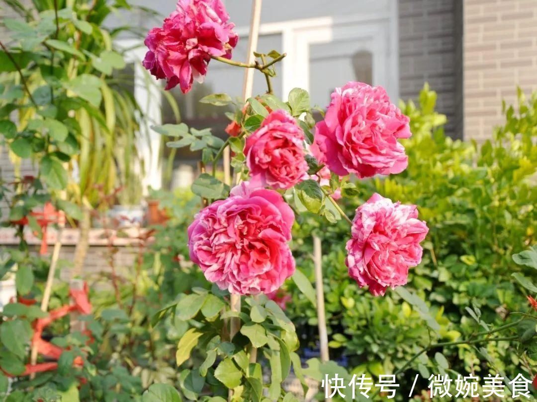 显摆一下我的家丨花开香满院,爱花人在自家庭院建小花园