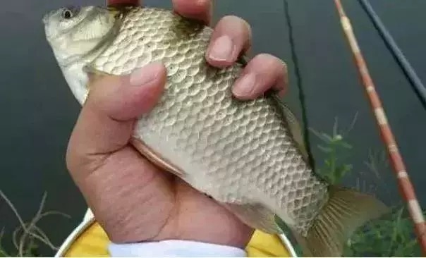 秋季掌握这些技巧,鱼获猛翻10倍,大鱼疯狂咬钩!