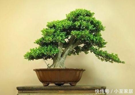 石榴|养花养“贵气”,4种花美观养眼,观赏价值高