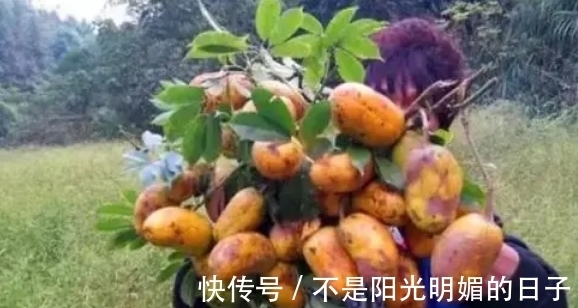 常吃|80后农村娃常吃的野果,如今已不允许折枝采摘,有钱也难买到