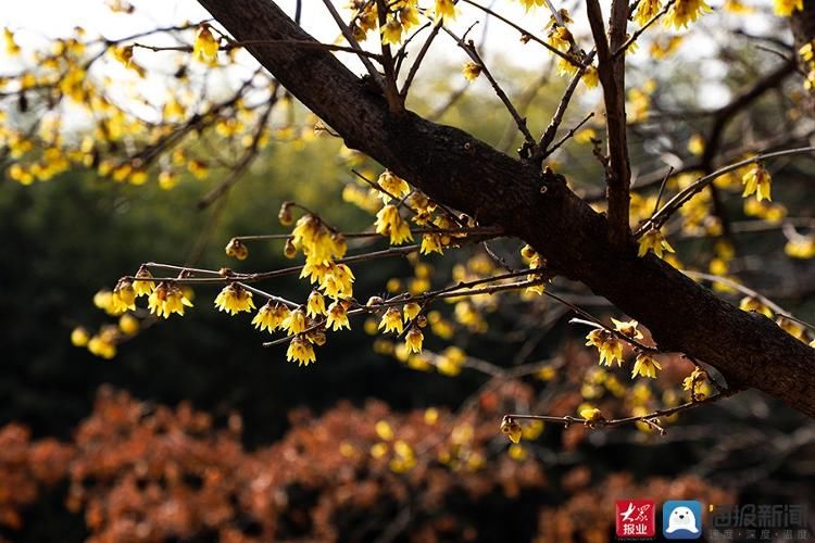 普照寺|泰安：普照寺腊梅尽情绽放 传递“春的消息”