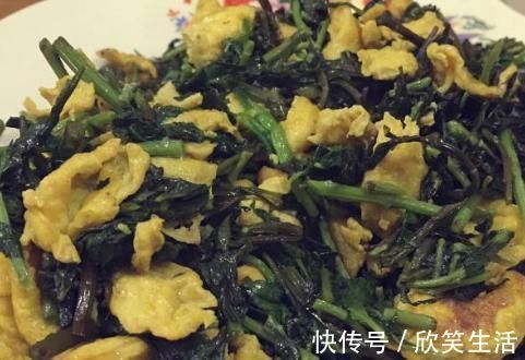 枸杞叶茶|天然的“护肝菜”找到了,隔三差五吃一盘,排出毒素,更利于健康