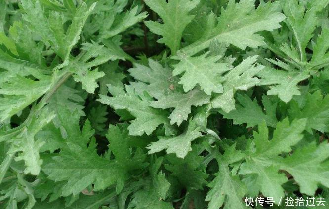 家有艾草,如有一宝老中医常用3大好处来敲门,值得一看