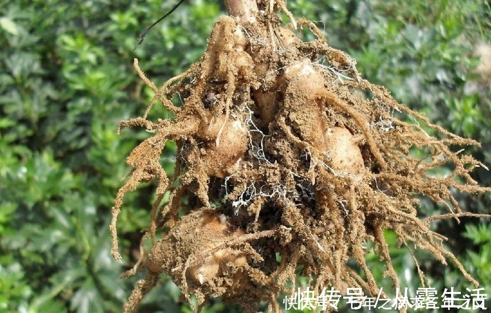 七情郁结|上宣肺气,下温肾寒,通理上下诸气,解七情郁结,行气定痛、温肾