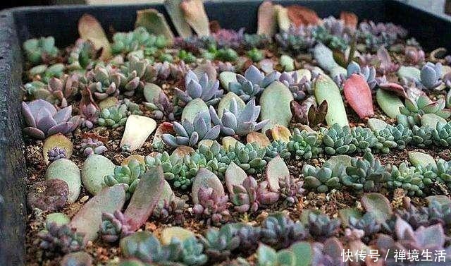 春季叶插多肉植物，能不能淋雨！