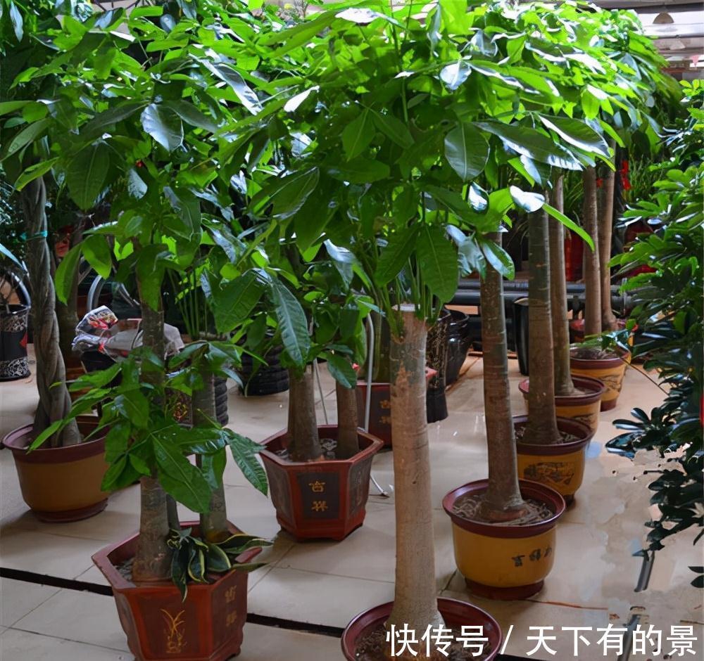 “穷养”5种花，用小花盆栽种，多晒少管更利于生长，又美又值钱