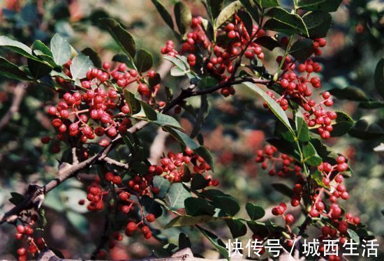 打鼾|女性坚持早上空腹喝一碗花椒水,一周过后,三大好处悄然而至