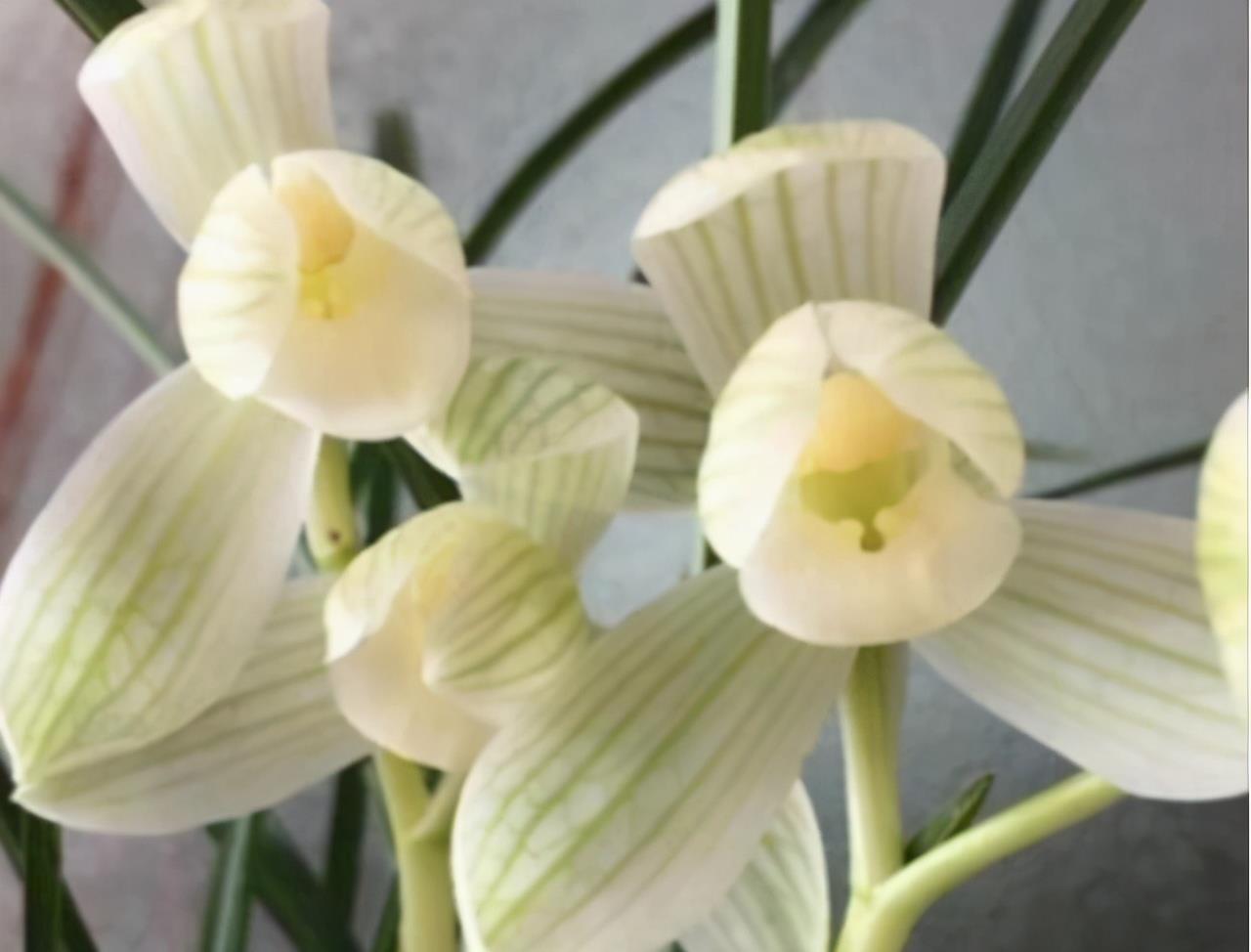 爷爷养兰花，6年时间养出千多苗，问及原因，他说做好2点就好