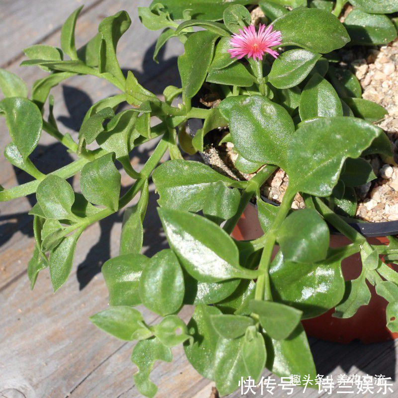 叶子娇嫩诱人的牡丹吊兰，以前被当野菜炒，转身变家里宝贝的盆栽