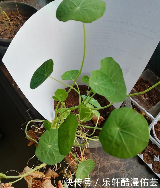 金丝荷叶花。不开花,看叶子也挺好看的