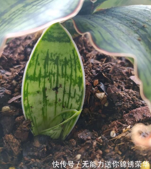 花盆|虎皮兰对花盆居然有选择，选对花盆，虎皮兰抽芽快不烂心