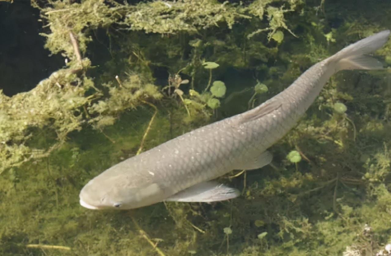 窝子|最简单的窝头钓饵，是草鱼就逃不过这味