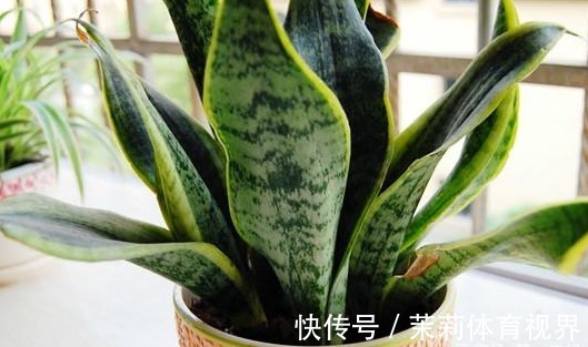 橡皮树|客厅摆什么盆栽植物好?选择这些准没错!既好看又好养,还能旺财