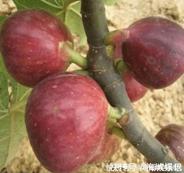 无花果树|六种“冻不死”植物,沾土既活,放在家里满屋香!身体还会更健康