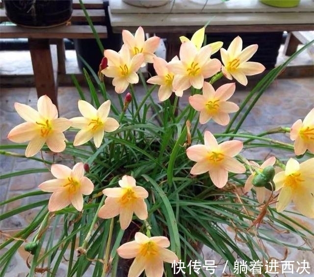 植株|这种花超好养,不怕日晒雨淋,家里养几盆,繁花满枝,清新又养眼