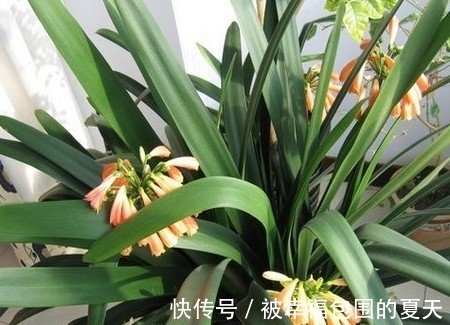 这5种植物难开花,想要赏花,该先学会“催花”小技巧