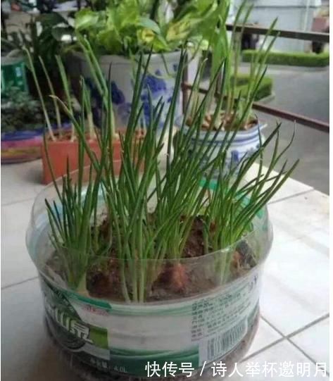 矿泉水瓶|家里的小瓶、小罐别扔了，拿来养花，真是太养眼了！