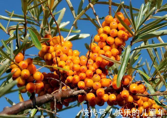 红景天|一种非常强大的中成药!3味药,心脑同治,令人满心欢喜!