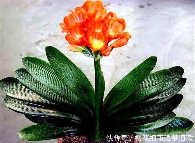 春天养君子兰,做好“2个多”,叶片整齐,肥厚油绿,来年开爆盆