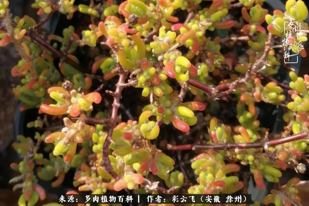 浇水后的多肉,照片秒变“照骗”!却被“骗”得很开心!