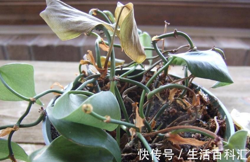 多菌灵|养花出现霉菌的原因以及处理方法