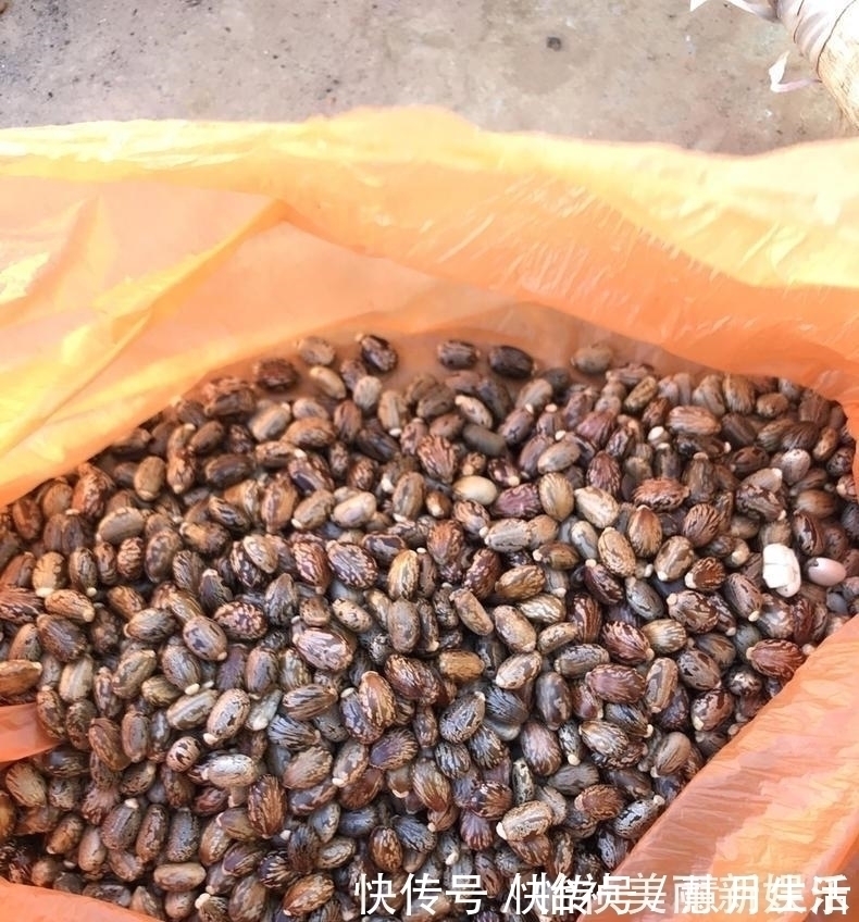 君子兰不长新叶多是这些因素导致这样养,让君子兰快速生长