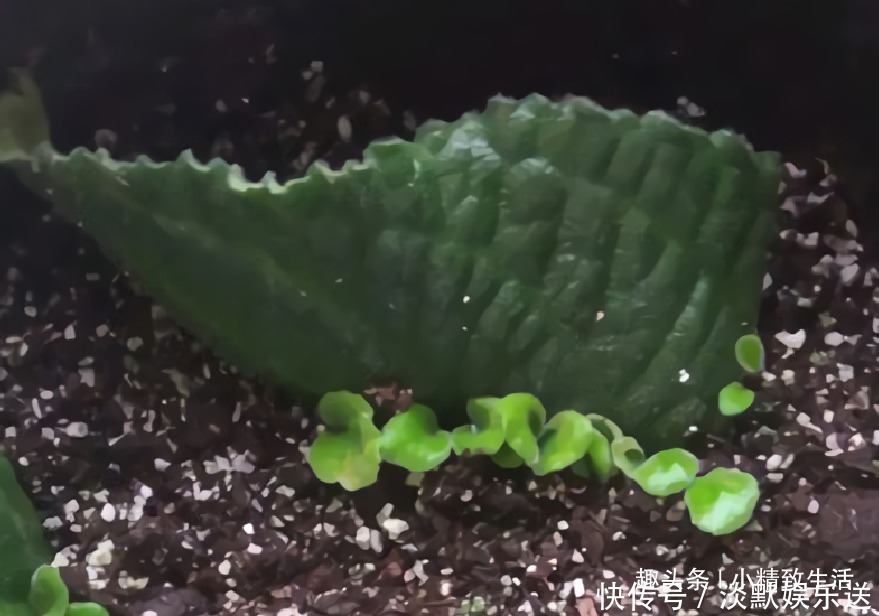 叶子|这种花,摘片叶子划2刀,插土里20天爆小苗,花大形美、颜色艳