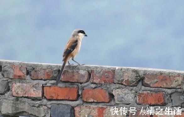 老师$上联“竹本无心,奈何节外生枝”,下联看了想流泪