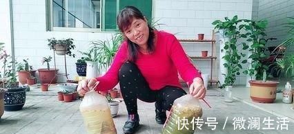 吴大姐养花,7天浇一次肥水,土壤肥沃疏松,家里成花海