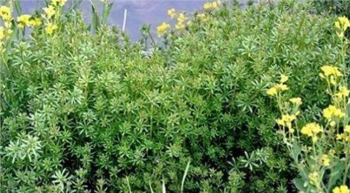 拉拉藤|这种杂草,长得像锯条,农民不喜欢,却是有名的中草药