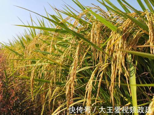 食在大唐--唐人当时的主食是什么