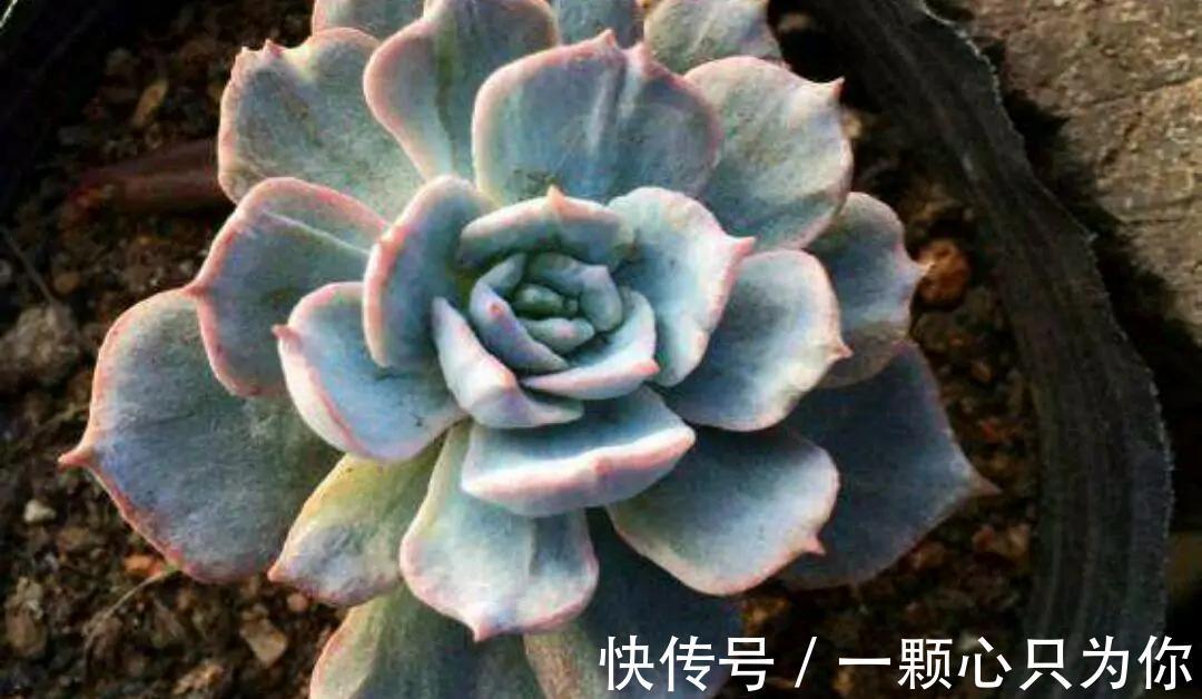 品种|喜欢多肉的人眼光都犀利:常规多肉遇冷,变异多肉反而受热捧