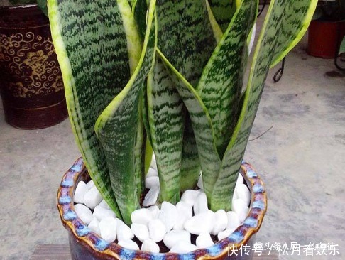 家养虎皮兰总是长不好,三个错误要避免,这样才能轻松长不停