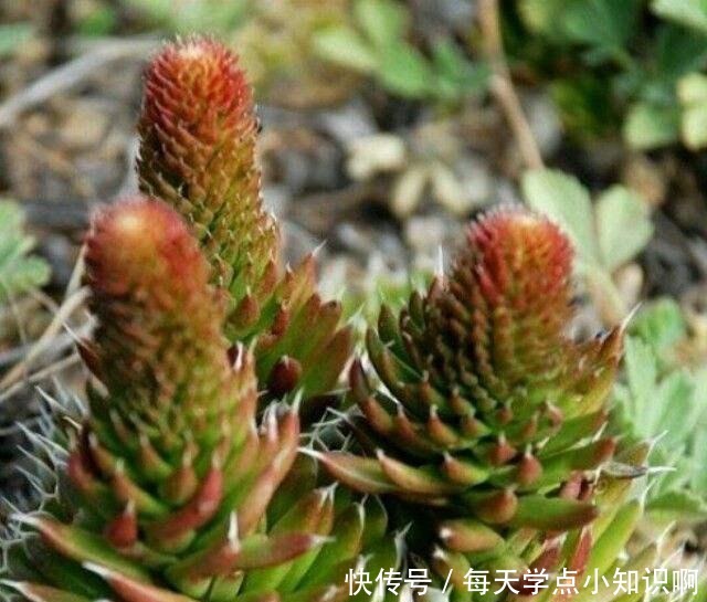 几十年的老瓦房,房顶都爱长“多肉”,看见别拔了,很难得!