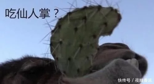 为什么在沙漠中,渴死的骆驼不能碰?-为什么
