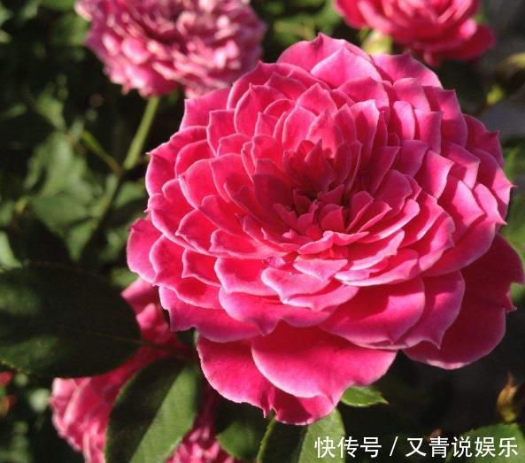 高手养牡丹,却能盆盆养得又大又美,原来是掌握了“4个套路”