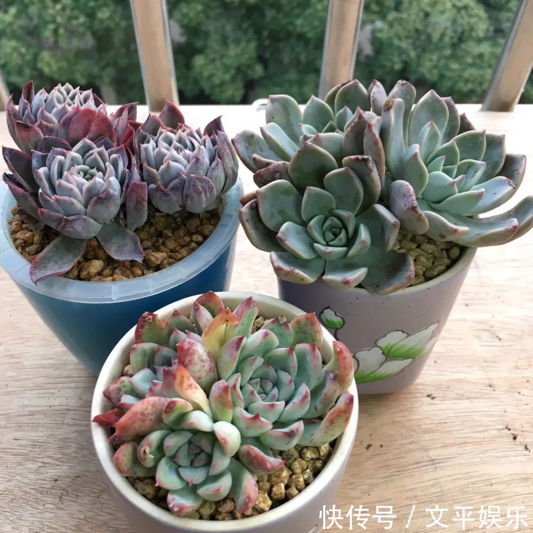 一组逆袭成功的多肉给它时间,它就会给你好看!