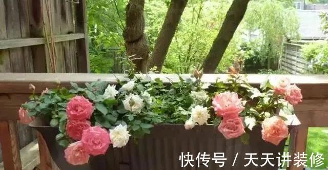 微月|在阳台上打造出一个月季小花园,距离你很近,做好4个方面就行