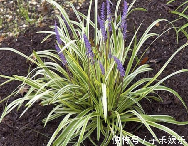 在路边,若是遇到1种“麦冬草”,请保护,比“岩黄连”珍贵!