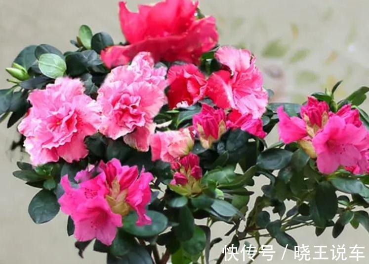 蟹爪兰|这些漂亮花不好养,你养了几种