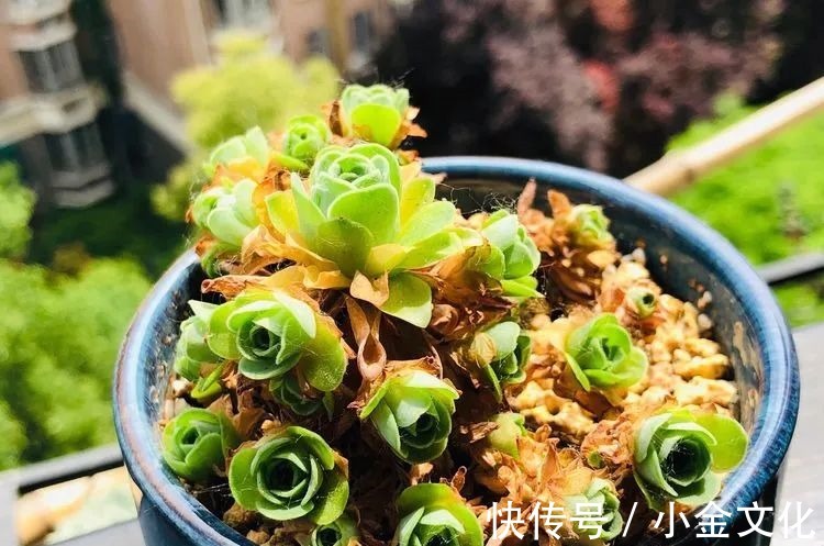 以阳光为滤镜,蓝天为背景,期待拥抱春天,拥抱自然!