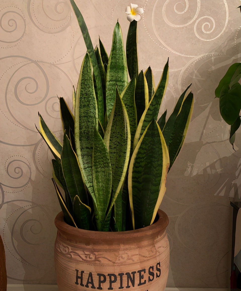 光照|虎皮兰不敢浇水多做好3个前提条件，怎么浇水都行，不会烂根