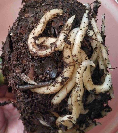 不会养君子兰?插根竹签子,立竿见影,养出高品质君子兰